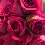 doucet - Instagram Profile Picture of doucet (@doucet.terry) on Instagram