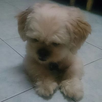 Profile Picture of oui pi lu (@ouiplu) on Twitter