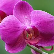 Profile Picture of Julia Tsien Piano (@JuliaTsienPiano) on Youtube