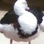 Profile Picture of Everett Kolebaba (@aperatis_) on Instagram