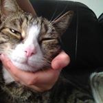 Profile Picture of Jeffy (@juneaumoon) on Instagram
