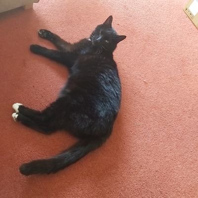 Profile Picture of Aaron Mole (@MoleAaron) on Twitter