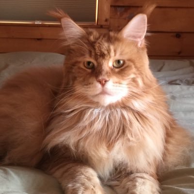 Profile Picture of Zachary Julius (@DLM_Zachary) on Twitter