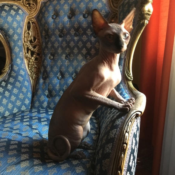 Profile Picture of Ashot Manoukian (@ramzes123) on Poshmark