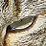 Profile Picture of mkssfs (@mkssfs) on Flickr