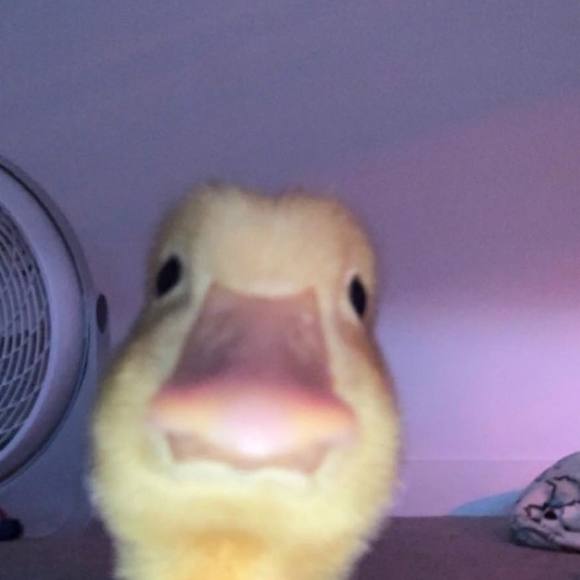 Profile Picture of Kevin Portillo (@kevinportillo45) on Poshmark