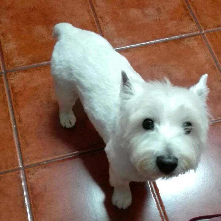 Profile Picture of Luis Lopes (@tuca88) on Tiktok