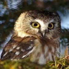 Profile Picture of Cindy Petric (@CindyLouWho55) on Twitter