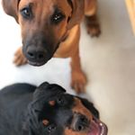 Profile Picture of Cooper & Skipper (@pawsofparkhurst) on Instagram