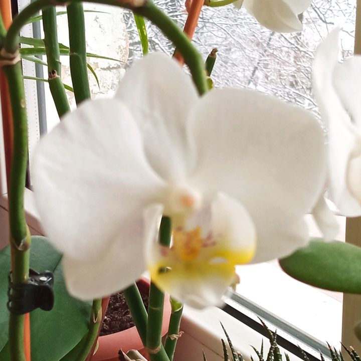 Profile Picture of lorison_ (@lorison_) on Tiktok