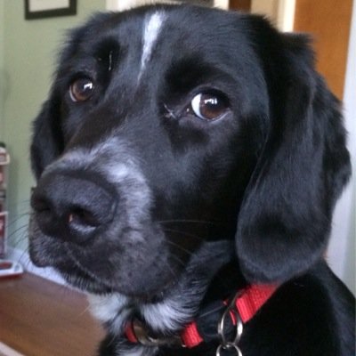 Profile Picture of Chris Lanen (@ChrisLanen) on Twitter