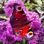 Profile Picture of Joseph Marceau (@cookyhanger) on Instagram