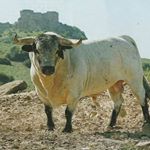 Profile Picture of Oscar Trigueros (@oscar.trigueros.9279) on Instagram