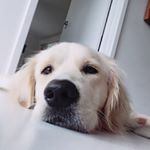 Profile Picture of George Fitzpatrick (@georgewubby) on Instagram