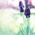 marley&olson SGGW&SGSP - Instagram Profile Picture of marley&olson SGGW&SGSP (@olsmarlen) on Instagram