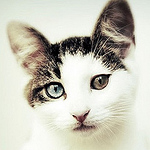 Profile Picture of 君仰 張 (@ziyuan_若水) on Flickr