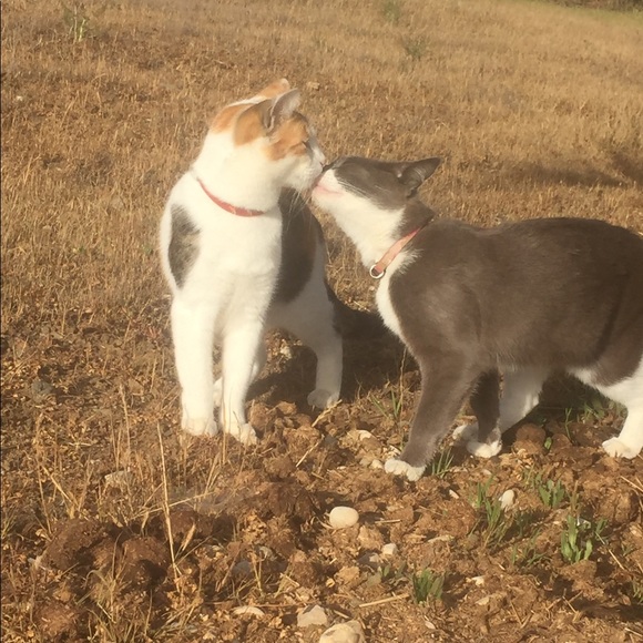 Profile Picture of Victoria Palos (@vpalos) on Poshmark