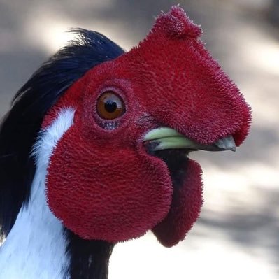 Profile Picture of Dan Cowell (@dancowell) on Twitter