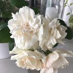 Profile Picture of Monique Riddle (@_moniquespriv_) on Instagram