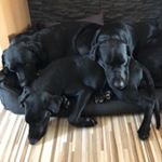 Profile Picture of Collin, Koda, Louie (@cokolouie) on Instagram