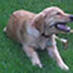 Profile Picture of David Fischer (@wustlphd) on Flickr