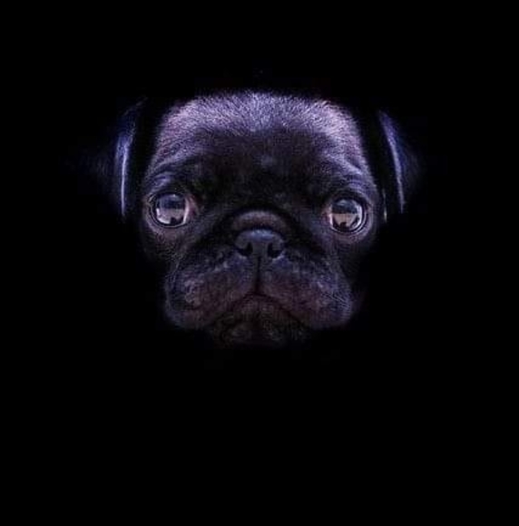 Profile Picture of Rey Alvarez (@r760alvarez56) on Poshmark