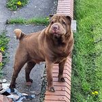 Jason Trueman - Instagram Profile Picture of Jason Trueman (@trueman_jason) on Instagram