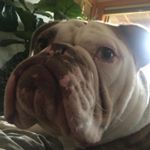 Profile Picture of #Hankthetanker (@selfieswithhank) on Instagram