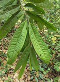 Profile Picture of Goniothalamuson Wikipedia