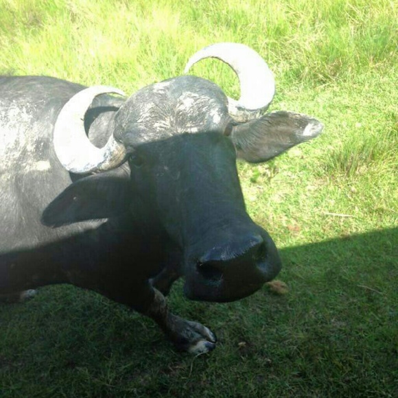 Profile Picture of Robin Bray (@rob1978) on Poshmark