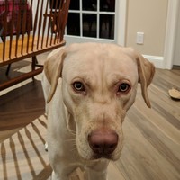 Profile Picture of David Petrucelli (@david-petrucelli-2) on Quora