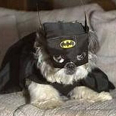 Profile Picture of Peter Tripp (@billyboydog) on Twitter
