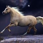 Profile Picture of Shawna Gilliland (@shawnagilliland) on Instagram