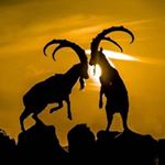 Profile Picture of Hans Bausch (@hansbausch) on Instagram