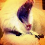 Profile Picture of Shirley Cobb (@igotflare) on Instagram