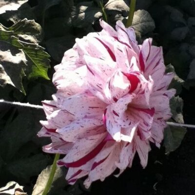 Profile Picture of Chen Huang (@chenhuang_) on Twitter