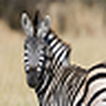 Profile Picture of Traveldebi (@Traveldebi) on Flickr