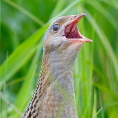 Profile Picture of Johnny Corncrake (@CharlesDodgson5) on Twitter