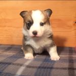 Profile Picture of Max Rose (@max_rosethecorgi) on Instagram