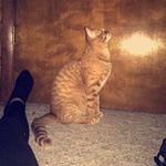 Profile Picture of Spyke Sean Schultz (@spykethecoolcat) on Instagram