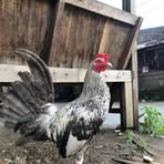 Profile Picture of Rafael Chavez (@rafael.chavez.416432) on Facebook