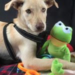 Profile Picture of Julie Hauritz (@juliedidit) on Instagram