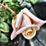 Profile Picture of Melinda Sinclair (@sinclairmelinda) on Instagram