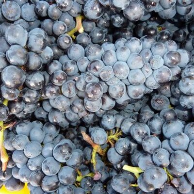 Profile Picture of A.F. Nicholson Twitter