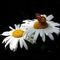 Profile Picture of Lidia Zitoli (@lidia.zitoli) on Facebook