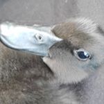 Profile Picture of Duck Alan (@rubbaduckstyle) on Instagram