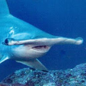 Profile Picture of Simon Mercier (@simonmercier6162) on Youtube