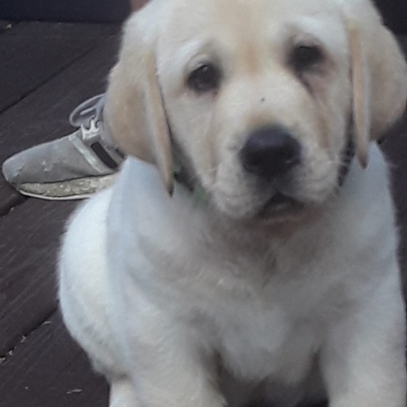 Profile Picture of Rob Conary (@robalcon) on Poshmark