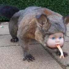 Profile Picture of Jace Carnees (@ParksJace) on Twitter