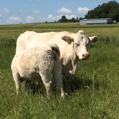 Profile Picture of Bradley Cline (@clinecattleco) on Twitter